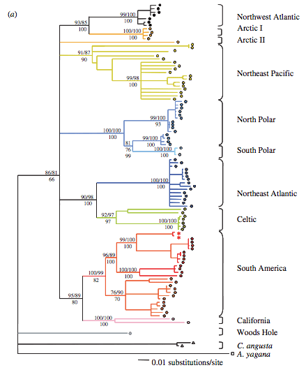 Celleporella hyalina tree