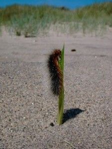 nowheretogo-225x300-compressor